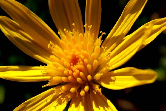 dandelion flower